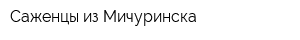 Саженцы из Мичуринска