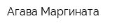 Агава Маргината
