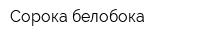 Сорока-белобока