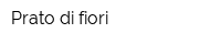 Prato di fiori