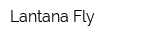 Lantana Fly